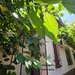 Iancului, Vatra Luminoasa, casa individuala.